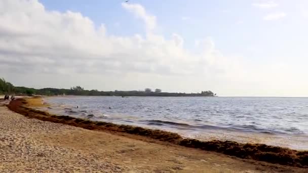 Lot Very Disgusting Red Seaweed Sargazo Tropical Mexican Beach Playa — Stock Video