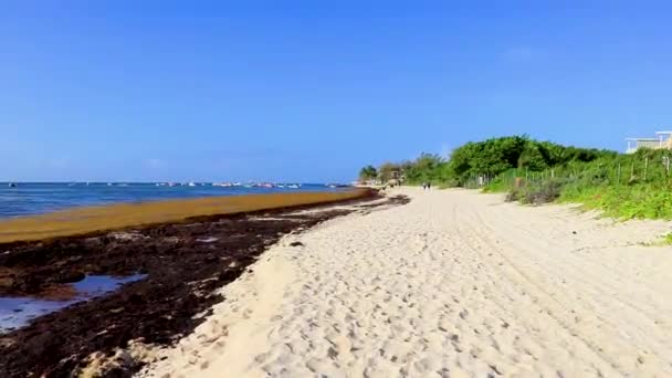 Montón Muy Asqueroso Sargazo Algas Rojas Playa Tropical Mexicana Playa — Vídeos de Stock