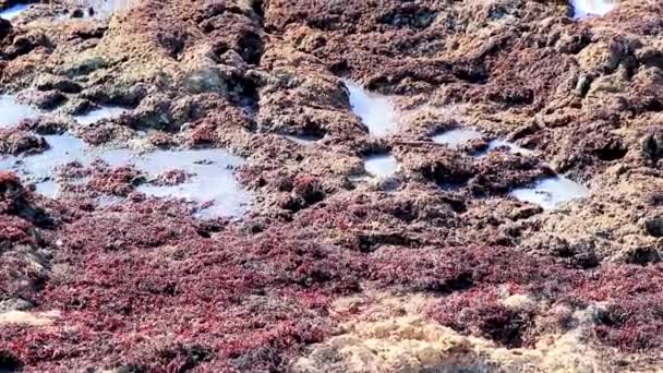 Hel Del Mycket Äckliga Röda Alger Sargazo Tropiska Mexikanska Stranden — Stockvideo