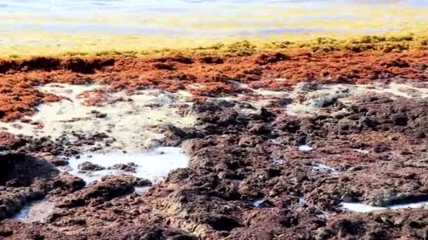 Sacco Sargazo Alghe Rosse Molto Disgustoso Sulla Spiaggia Tropicale Messicana — Video Stock