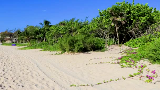 Тропический Мексиканский Пляж Панорама Природного Леса Бирюзовой Чистой Водой Playa — стоковое видео