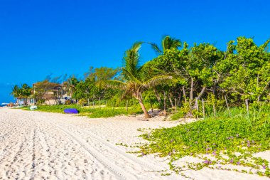 Playa 88 ve Playa del Carmen Meksika 'daki Punta Esmeralda' dan gelen turkuaz berrak suyla tropik Meksika plajı ve doğal orman manzarası.
