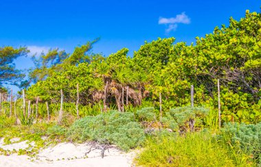 Playa 88 ve Playa del Carmen Meksika 'daki Punta Esmeralda' dan gelen turkuaz berrak suyla tropik Meksika plajı ve doğal orman manzarası.