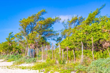Playa 88 ve Playa del Carmen Meksika 'daki Punta Esmeralda' dan gelen turkuaz berrak suyla tropik Meksika plajı ve doğal orman manzarası.