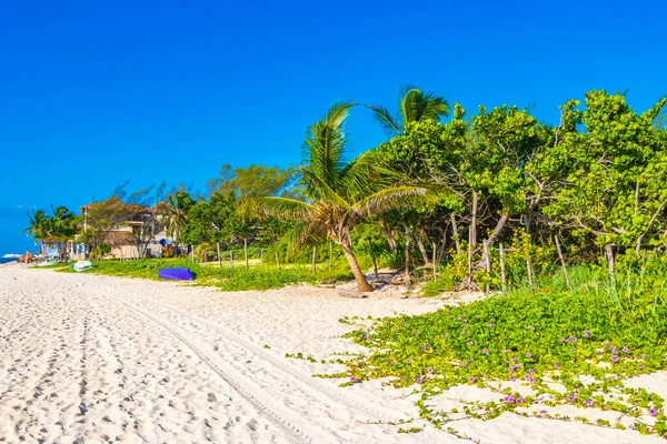 Vista Panorámica Playa Tropical Mexicana Bosque Natural Con Aguas Cristalinas — Foto de Stock