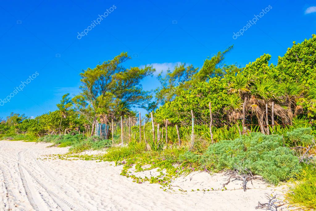 Tropical mexican beach and natural forest panorama view with turquoise clear water from Playa 88 and Punta Esmeralda in Playa del Carmen Mexico.