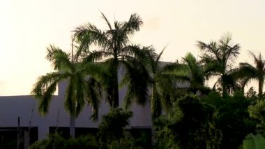 Playa del Carmen Meksika 'daki Punta Esmeralda tatil köyünde gündoğumu gökyüzü arka planına sahip tropik doğal Meksika palmiyeleri..