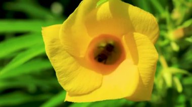 Bal arıları uçar ve sarı Oleander çiçeğine tırmanır Playa del Carmen Meksika 'da yeşil yapraklarla ağaçta.