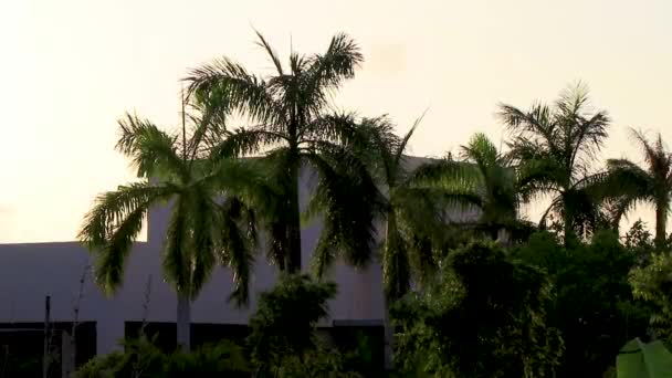 墨西哥Playa Del Carmen的Punta Esmeralda度假胜地的热带天然墨西哥棕榈树 背景为日出 — 图库视频影像