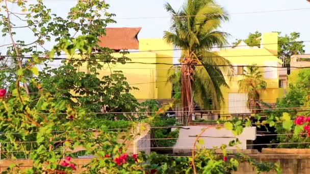 Bougainvillea Roze Bloemen Bloesems Met Palmbomen Achtergrond Playa Del Carmen — Stockvideo