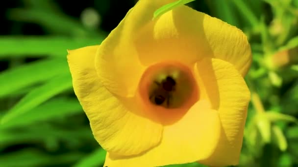 ミツバチは飛ぶとプラヤデルカルメンメキシコで緑の葉と木の上に黄色のオレンダーの花に登る — ストック動画