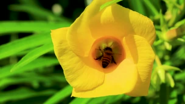 Honingbijen Vliegen Klimmen Gele Oleander Bloem Boom Met Groene Bladeren — Stockvideo