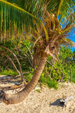 Playa del Carmen Meksika 'daki Playa 88 Punta Esmeralda' da mavi gökyüzü arka planına sahip tropik doğal Meksika eğimli palmiye ağacı..