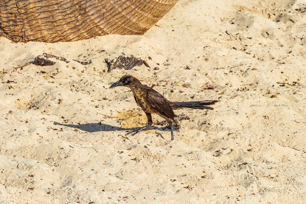 墨西哥普莱亚德尔卡门的热带墨西哥海滩上 大头猪的雄性雀鸟正在吃沙加佐 — 图库照片