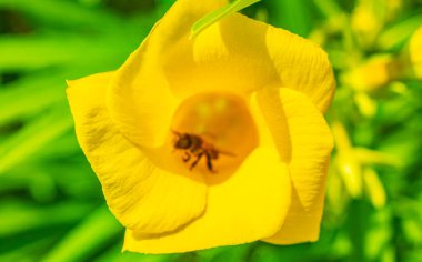 Bal arıları uçar ve sarı Oleander çiçeğine tırmanır Playa del Carmen Meksika 'da yeşil yapraklarla ağaçta.
