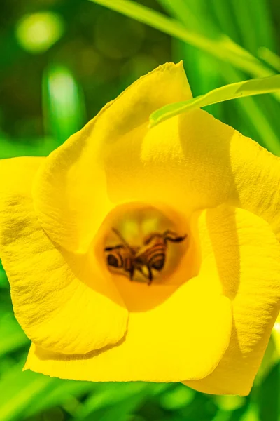 Honingbijen Vliegen Klimmen Gele Oleander Bloem Boom Met Groene Bladeren — Stockfoto