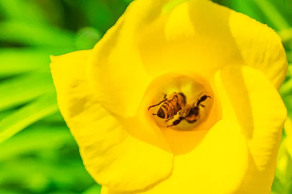Pszczoły Miodne Latają Wspiąć Się Żółty Kwiat Oleander Drzewie Zielonymi — Zdjęcie stockowe