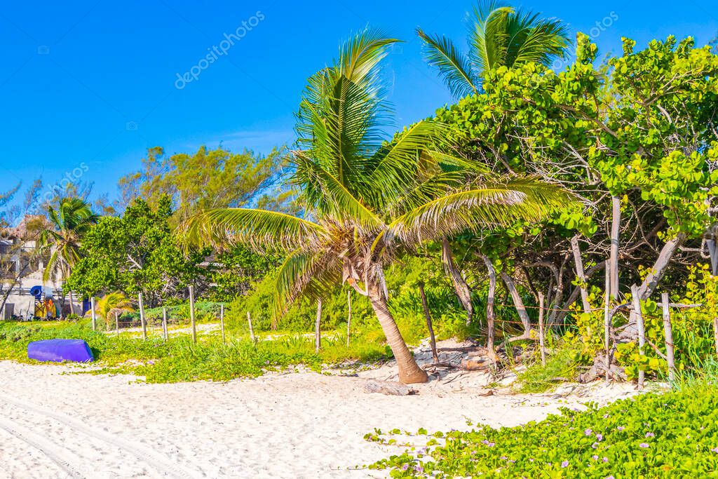 Tropical mexican beach and natural forest panorama view with turquoise clear water from Playa 88 and Punta Esmeralda in Playa del Carmen Mexico.