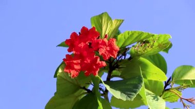 Kou Cordia alt kordonu çiçek açan ağaç portakal çiçekleri plaj kordonu yeşil yaprakları ve mavi gökyüzü ile trompet Playa del Carmen Meksika.