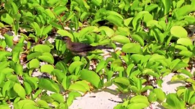 Büyük kuyruklu Grackle Quiscalus Meksikalısı erkek kuş Playa del Carmen Meksika 'daki tropikal Meksika sahillerinde ısınıyor..