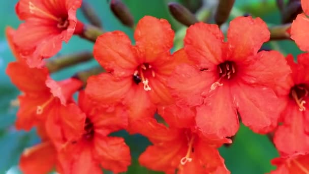 Kou Cordia Subcordata Kwitnące Drzewo Pomarańczowymi Kwiatami Plaża Cordia Trąbka — Wideo stockowe