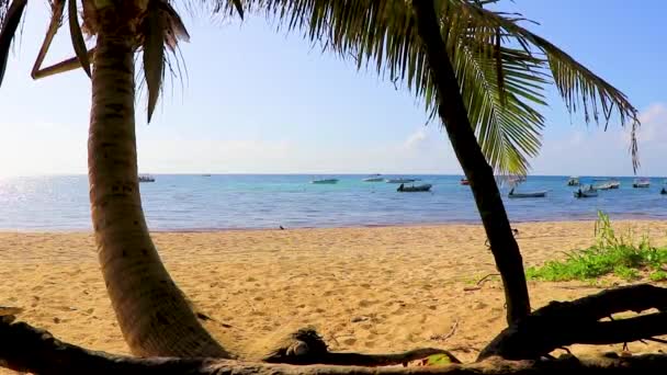 Palma Tropicale Naturale Messicana Inclinata Con Sfondo Cielo Blu Playa — Video Stock