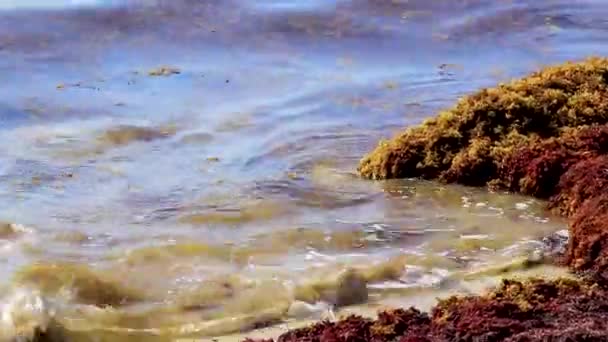 Wiele Bardzo Obrzydliwych Czerwonych Wodorostów Sargazo Tropikalnej Meksykańskiej Plaży Playa — Wideo stockowe