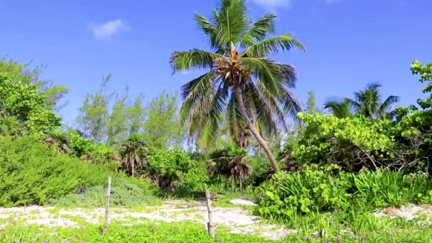 Palmera Tropical Natural Mexicana Con Fondo Cielo Azul Playa Punta — Vídeos de Stock