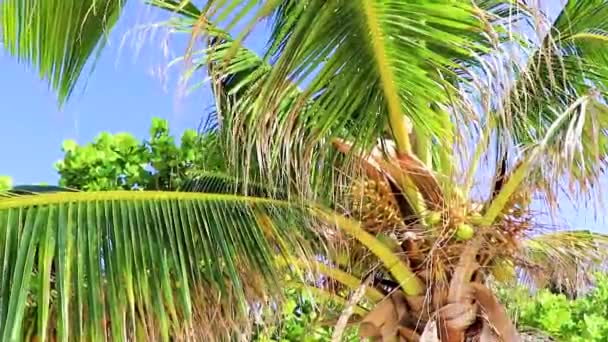 墨西哥普莱亚德尔卡门Punta Esmeralda的热带天然墨西哥棕榈树 蓝天背景 — 图库视频影像