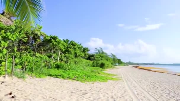 Тропический Мексиканский Пляж Панорама Природного Леса Бирюзовой Чистой Водой Playa — стоковое видео