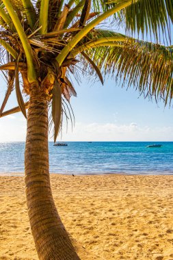 Playa del Carmen Meksika 'daki Punta Esmeralda' da mavi gökyüzü geçmişi olan tropik doğal Meksika palmiyesi..