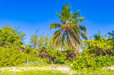 Playa del Carmen Meksika 'daki Punta Esmeralda' da mavi gökyüzü geçmişi olan tropik doğal Meksika palmiyesi..