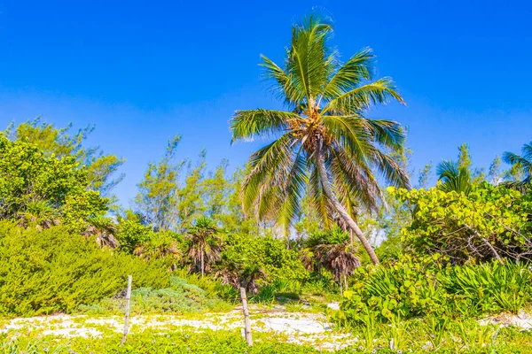 Playa del Carmen Meksika 'daki Punta Esmeralda' da mavi gökyüzü geçmişi olan tropik doğal Meksika palmiyesi..