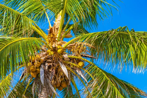 Tropical Natural Mexican Palm Tree Blue Sky Background Punta Esmeralda — Stock Photo, Image