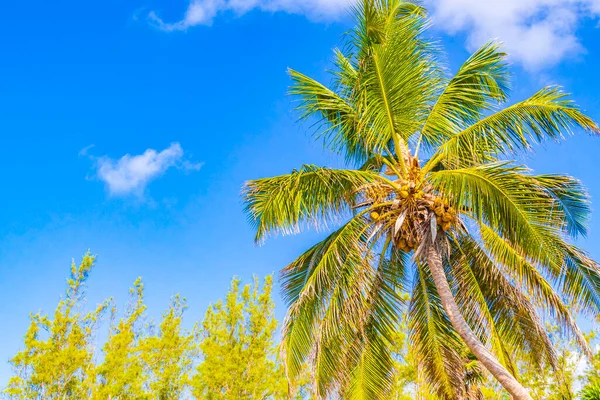Palmeira Mexicana Natural Tropical Com Fundo Azul Céu Punta Esmeralda — Fotografia de Stock