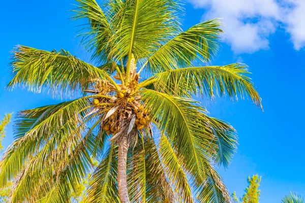 Playa del Carmen Meksika 'daki Punta Esmeralda' da mavi gökyüzü geçmişi olan tropik doğal Meksika palmiyesi..