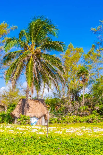 Tropikalna Naturalna Meksykańska Panorama Plaży Playa Palmą Chatą Playa Del — Zdjęcie stockowe