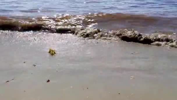 メキシコのビーチで海藻セルガソと青い澄んだ水プラヤデルカーメンのプラヤ88メキシコ — ストック動画