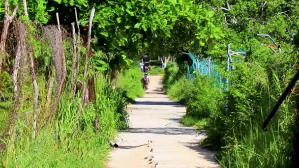 Natuurlijke Tropische Mexicaanse Strand Playa Pad Ingang Playa Del Carmen — Stockvideo