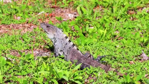 Meksykańska Iguana Leży Zielonej Trawie Pięknej Przyrodzie Lesie Playa Del — Wideo stockowe