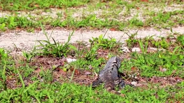 墨西哥鬣蜥栖息在美丽的大自然和墨西哥卡门平原的绿草上 — 图库视频影像