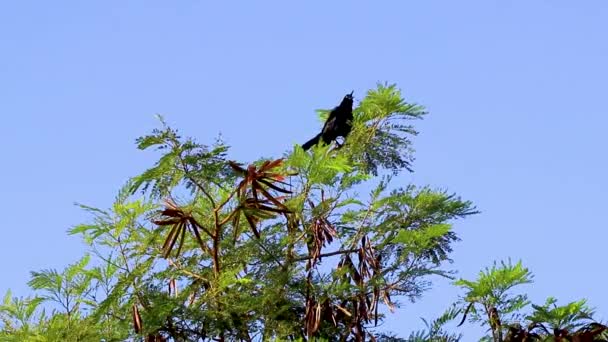 Great Tailed Grackle Bird Sits Tropical Tree Crown Forest Playa — 图库视频影像
