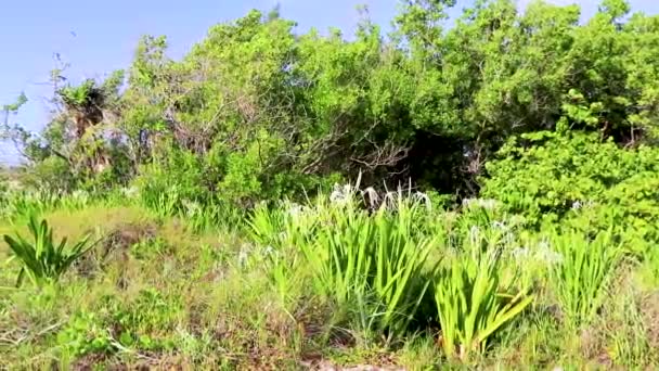 Playa Del Carmen Meksika Daki Doğal Sahil Ormanında Tropikal Bitkiler — Stok video