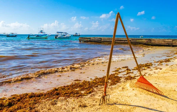 Pitchfork Bahçe Tırmık Yaprak Süpürgesi Playa Del Carmen Meksika Daki — Stok fotoğraf