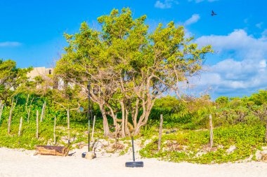 Playa 88 'den tropik Meksika plajı ağaçları ve doğal orman manzarası ve Playa del Carmen Meksika' dan Punta Esmeralda.