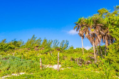 Playa 88 'den tropik Meksika plajı ağaçları ve doğal orman manzarası ve Playa del Carmen Meksika' dan Punta Esmeralda.