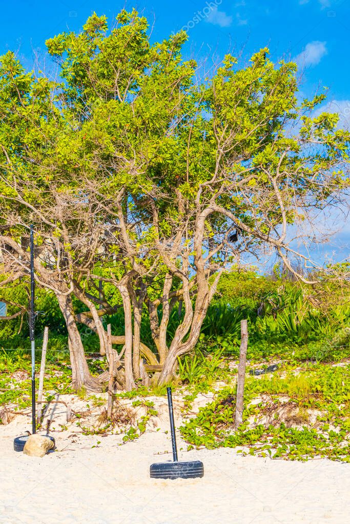 Tropical mexican beach plants trees and natural forest panorama view from Playa 88 and Punta Esmeralda in Playa del Carmen Mexico.
