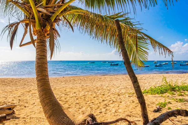 Playa del Carmen Meksika 'daki Punta Esmeralda' da mavi gökyüzü geçmişi olan tropik doğal Meksika palmiyesi..