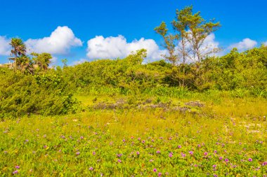 Playa 88 'den tropik Meksika plajı ağaçları ve doğal orman manzarası ve Playa del Carmen Meksika' dan Punta Esmeralda.