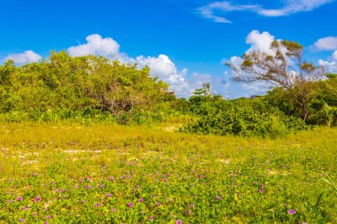Playa 88 'den tropik Meksika plajı ağaçları ve doğal orman manzarası ve Playa del Carmen Meksika' dan Punta Esmeralda.